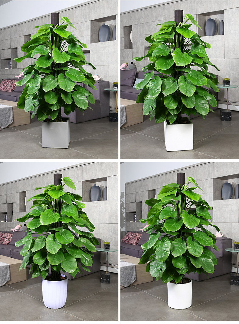 大叶绿萝柱盆栽室内大型植物绿箩长藤净化空气吸甲醛绿萝树大盆栽