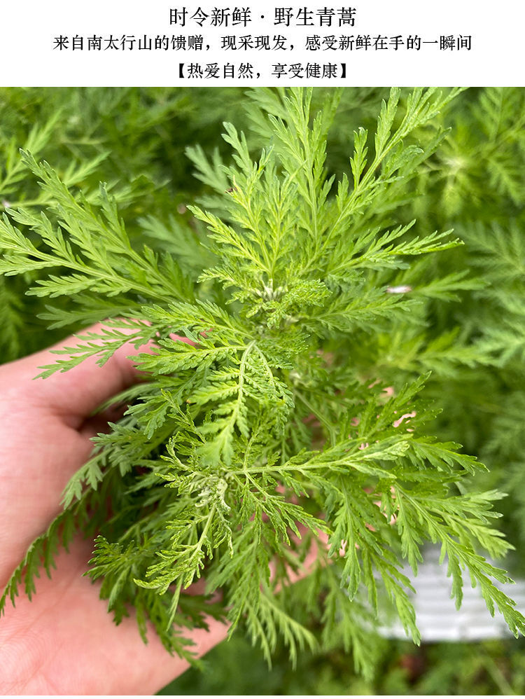 伟博黄蒿青蒿中药材青蒿新鲜青蒿草细叶青蒿叶黄花蒿香蒿臭蒿现采现发
