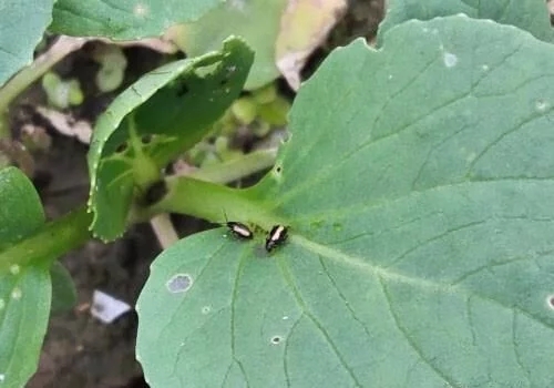 跳甲杀虫剂啶虫脒阿维哒螨灵蚜虫黄曲跳甲杀螨虫剂农药杀虫剂 1000ml