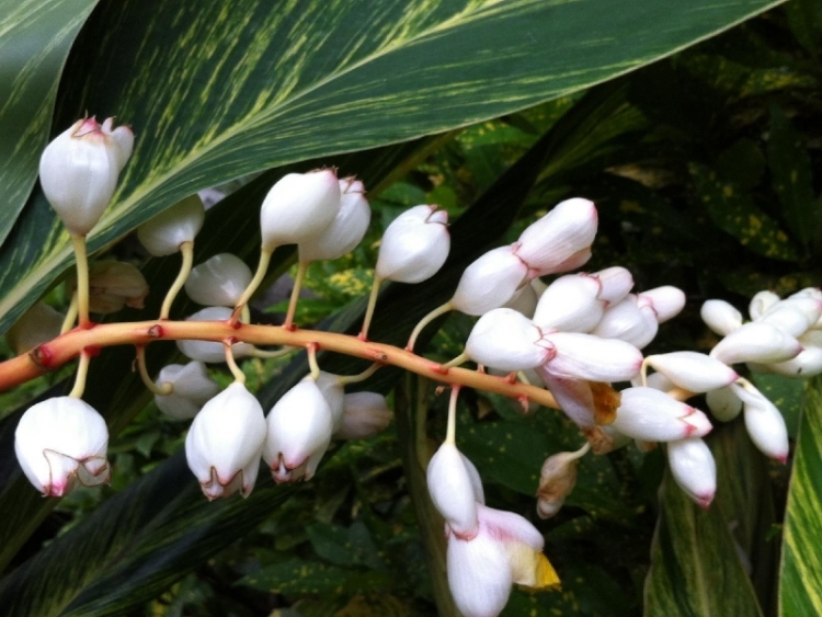 精选 肉蔻种子白蔻圆 白豆蔻扣米白叩白扣仁种子