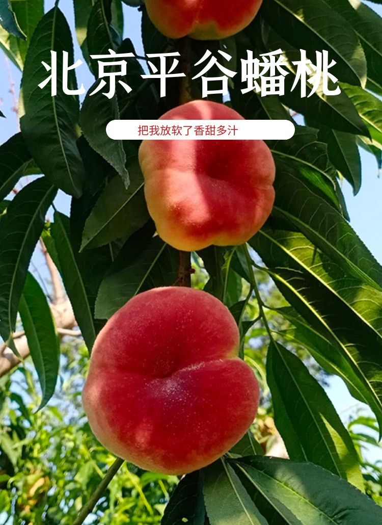 唐鲜生 平谷白油桃 生鲜 新鲜水果 毛重5斤（净重约4.5斤）