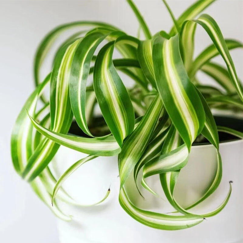 油画吊兰一盆(6~9株) 含盆【图片 价格 品牌 报价】-京东