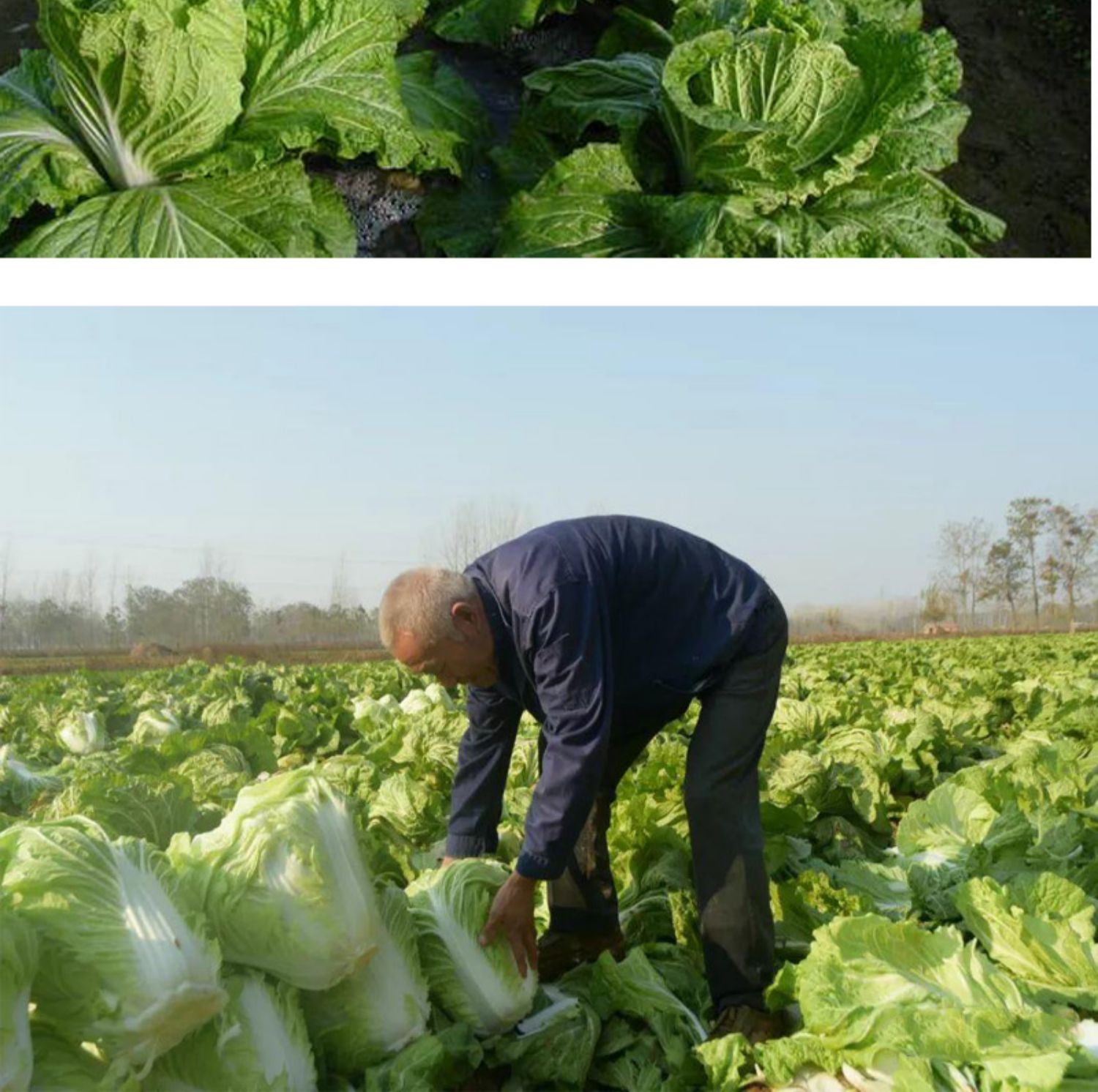 白菜种孑大全蔬菜种子早熟耐抽苔山东胶州白菜种义和秋大白菜原装10克