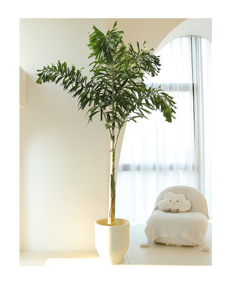 狐尾椰热带植物盆栽室内大型绿植室外阳台庭院绿化网红棕榈椰子树 高