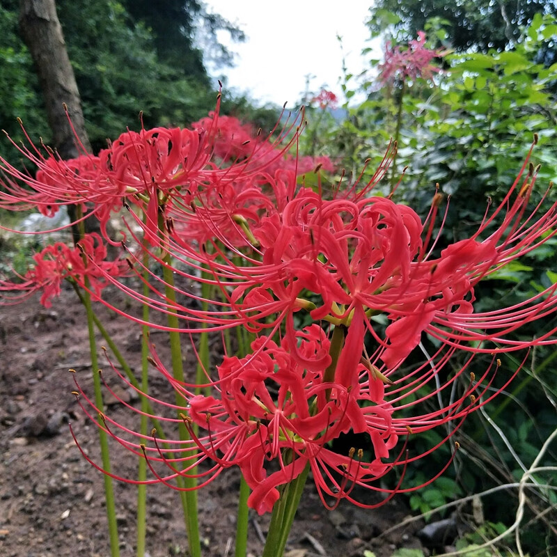 彼岸花紅色5球 其他【圖片 價格 品牌 報價】-京東