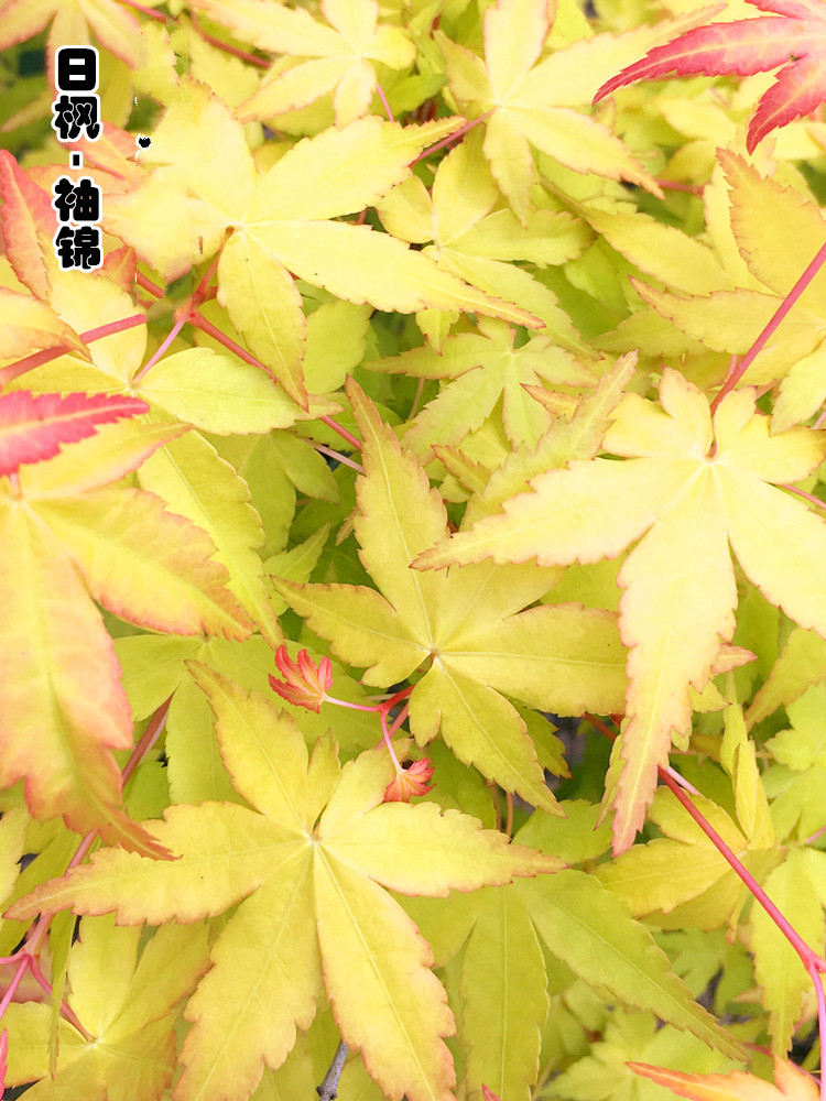 枫盆景嫁接袖锦黄金枫黄枫金叶品种红枫树苗盆栽素材虎雀a770号袖锦