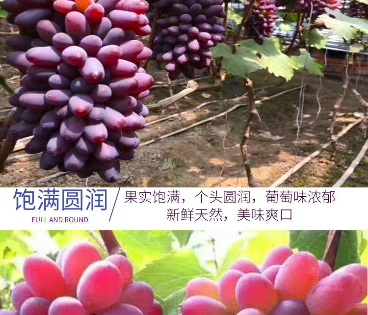 茉莉香葡萄应季新鲜现摘郁金香提子薄皮无籽玫瑰香孕妇 3斤优质 葡萄