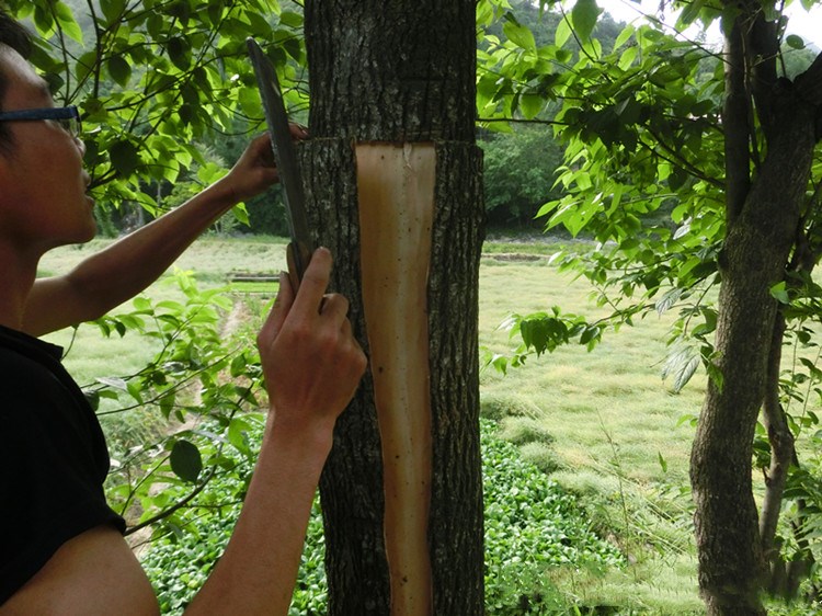 杜仲 老树杜仲皮厚皮可泡茶泡酒 杜仲茶杜仲粉 500g盐炒杜仲