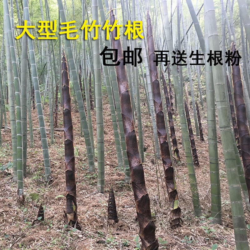 大型巨龍竹竹子苗楠竹苗竹筍苗巨龍竹竹苗毛竹苗竹鞭庭院戶外種植