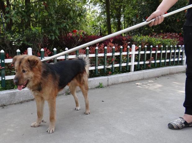 救助工具抓捕網兜捕狗器抓狗神器套狗繩流浪貓動物防咬手套捕狗鉗伸縮