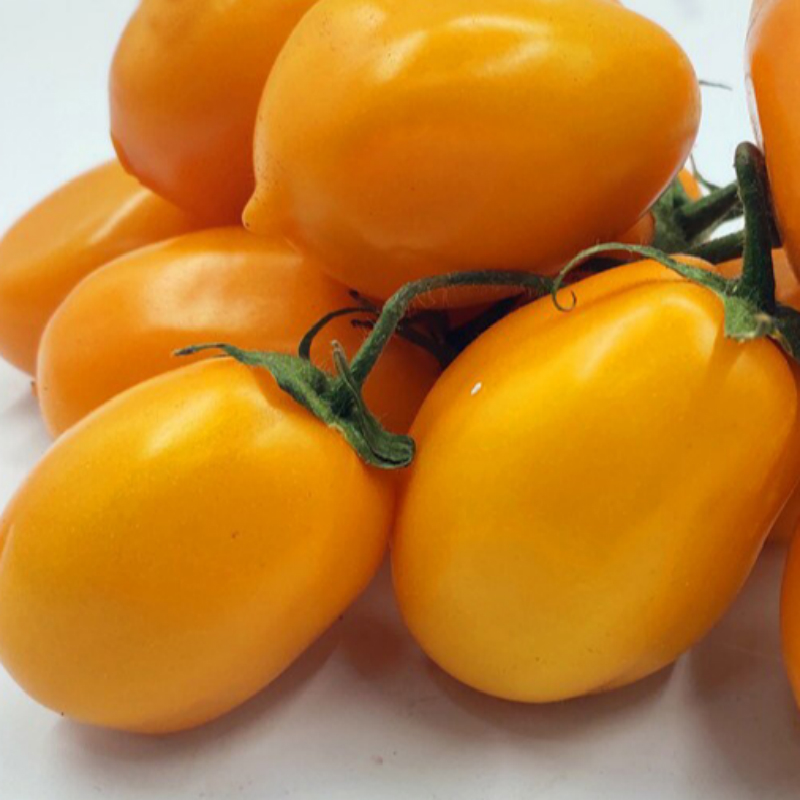 东北农家小黄柿子西红柿串黄圣女果黄罗曼农家自种新鲜蔬菜 2斤【图片
