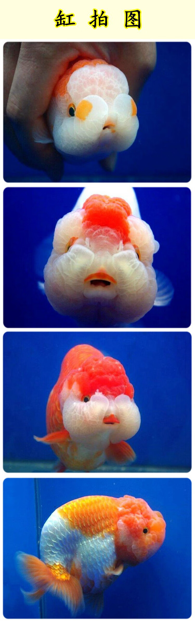 kjhgf赛级兰寿金鱼活体精品观赏鱼冷淡水娃娃脸水族宠物鱼兰寿活鱼 米