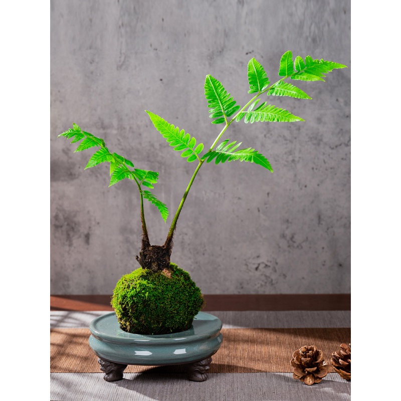 【618活动】苔藓球栽鳞毛蕨蕨类植物花卉盆栽书桌摆件盆景微景观室内