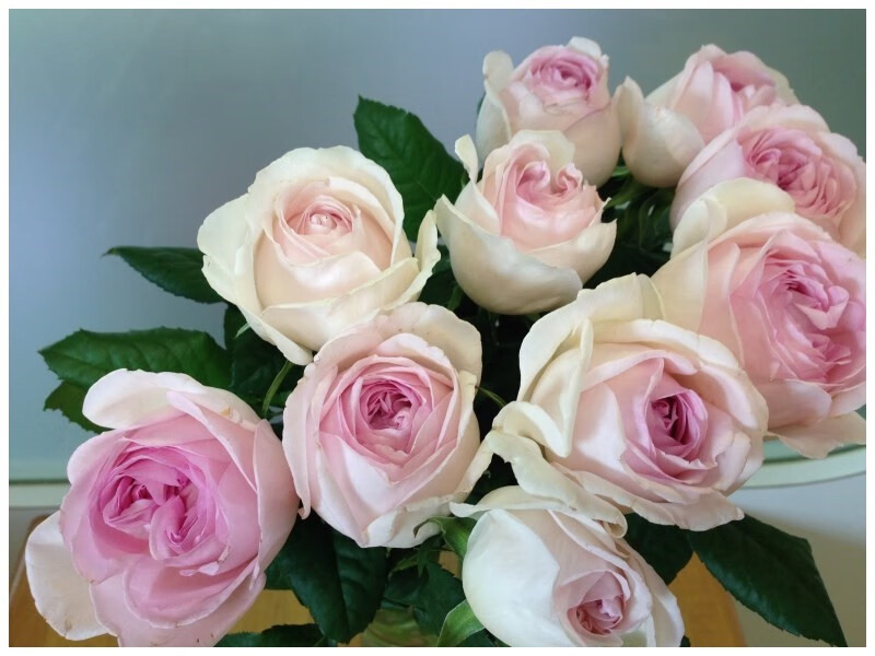 婚礼盒子月季 伊芙婚礼盒子强香淡雅型月季阳台中型花朵 婚礼盒中苗