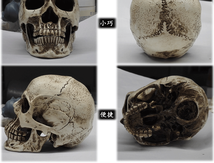 藝用人體肌肉骨骼骷髏頭骨繪畫半胸像解剖頭顱素描頭蓋骨模型美術 1:3