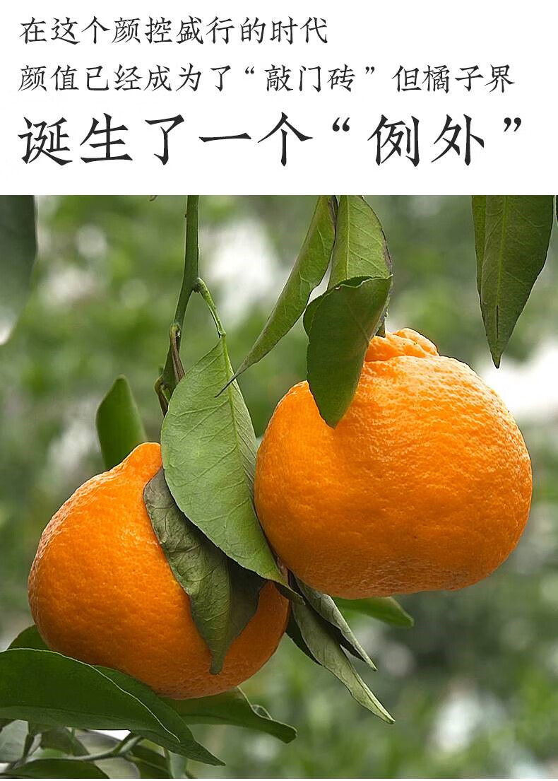 正宗四川不知火丑橘新鲜10斤整箱水果当季丑八怪超甜耙耙柑橘桔子 深