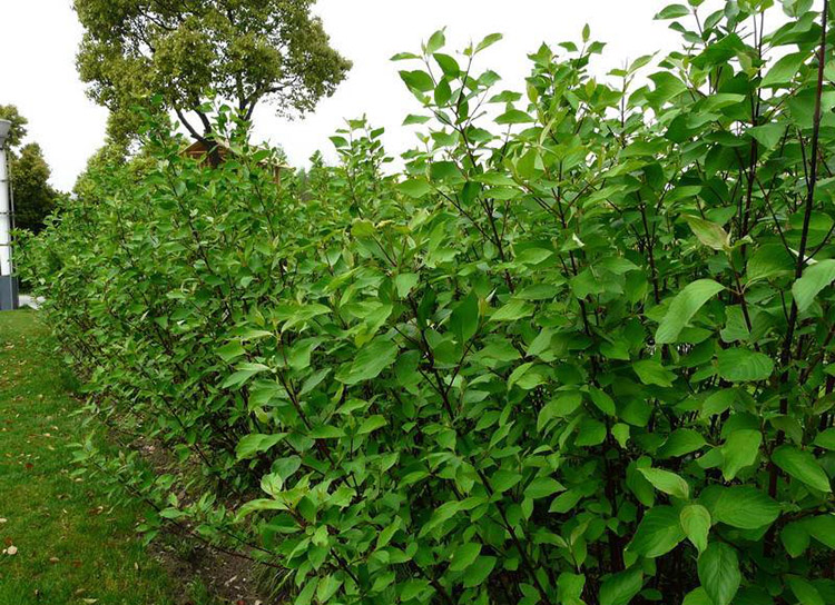 苗圃园林绿化苗木庭院植物花卉红麻球苗红瑞木树苗彩色树种苗红瑞木苗
