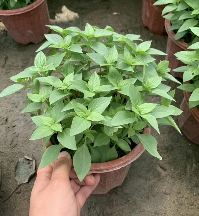 多瑙梦可食用九层塔盆栽三杯鸡厨房香料食用罗勒潮汕金不换薄荷驱蚊