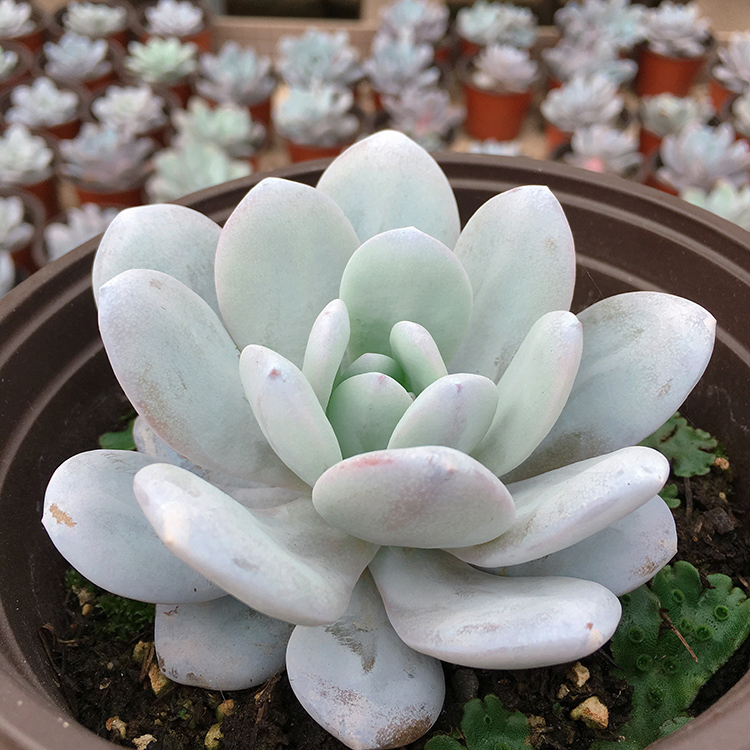 雪莲多肉植物大粉雪莲多肉老桩雪莲实生单头多粉厚稀有名贵 20-276