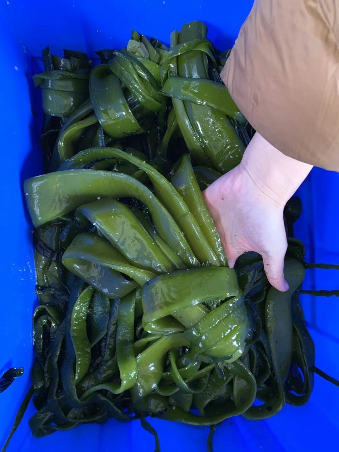 盐渍裙带菜梗段火锅食材凉拌菜整箱凉菜海白菜梗海藻海带超市品质海