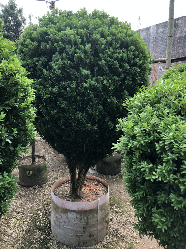 黄杨树苗小叶黄杨瓜子黄杨球庭院绿植金边盆景老桩盆栽 七年苗 含盆