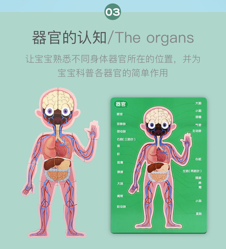 人體器官骨骼內臟模型兒童玩具五官結構認知拼圖幼兒園區早教小號無磁