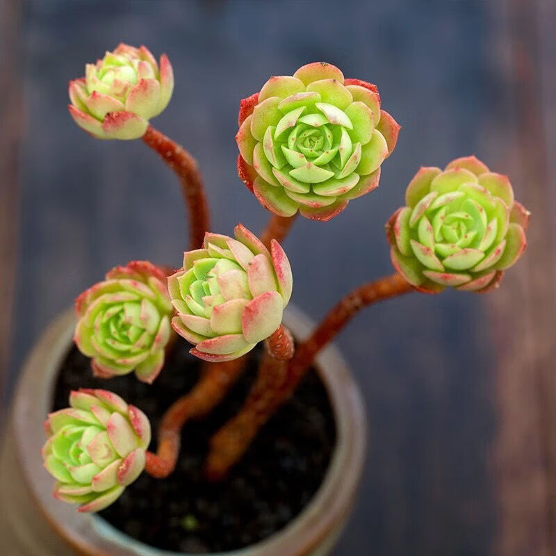 睿丹熙艾格尼斯玫瑰多肉植物紅化妝老樁群生肉肉小狐狸橄欖球玫瑰 小