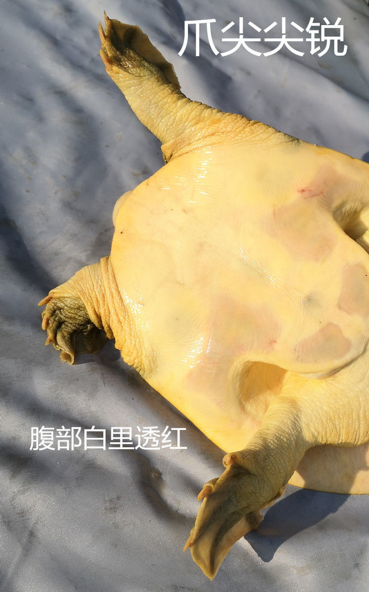 外塘甲鱼鲜活王八活体生态放养食用老土鳖团鱼批发 2.5-2.