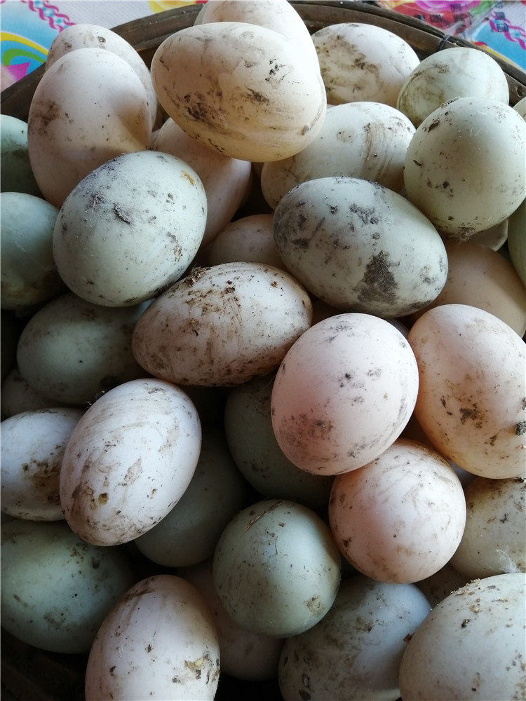 东北农村散养笨鸭蛋新鲜黑龙江农家土鸭蛋特产白壳绿壳健康华海春 60