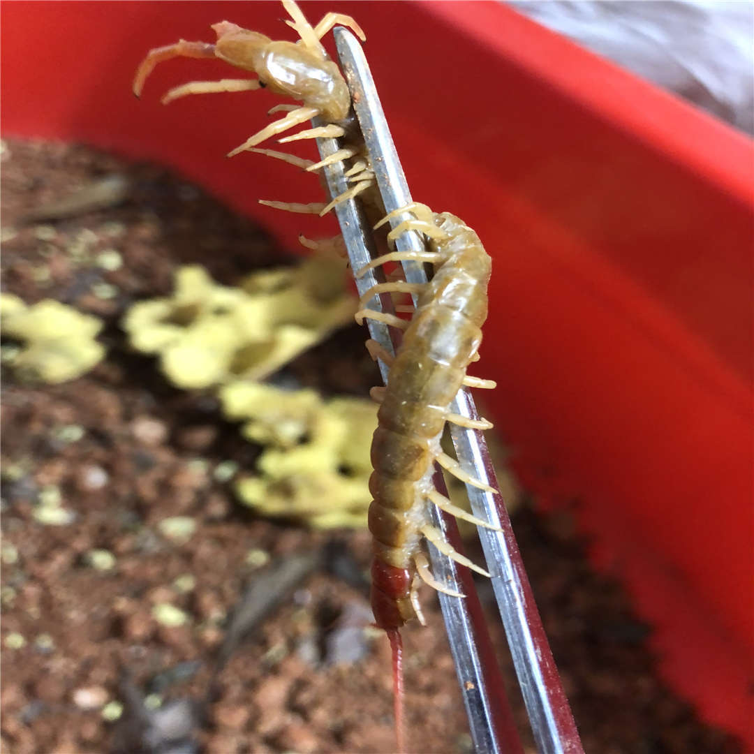 伟博【鲜活发货】药引蜈蚣虫红头蜈蚣 风湿泡酒蜈蚣 活体 整条 黄脚