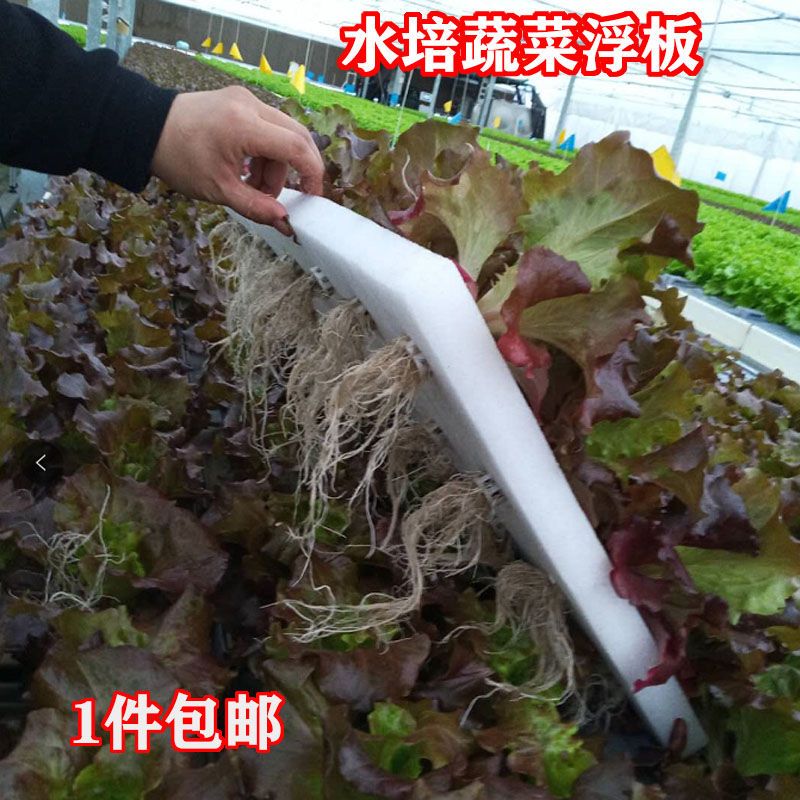 種植蔬菜定植板無土栽培設備水培種菜水耕麥桑荷40孔徑漂浮板10套餐