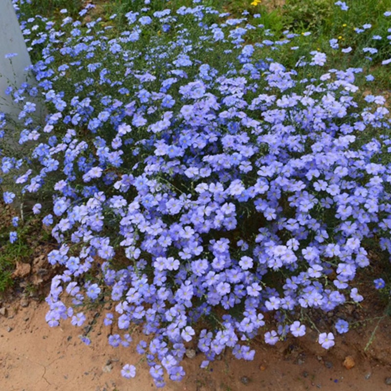 倾颜 蓝花亚麻种子兰花亚麻种籽花籽花种四季易活开花室内外盆栽