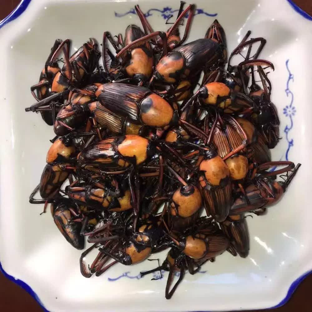 北京同仁堂原料 冰冻竹象虫 山珍美味烧烤美食小吃400克 云南特产竹虫