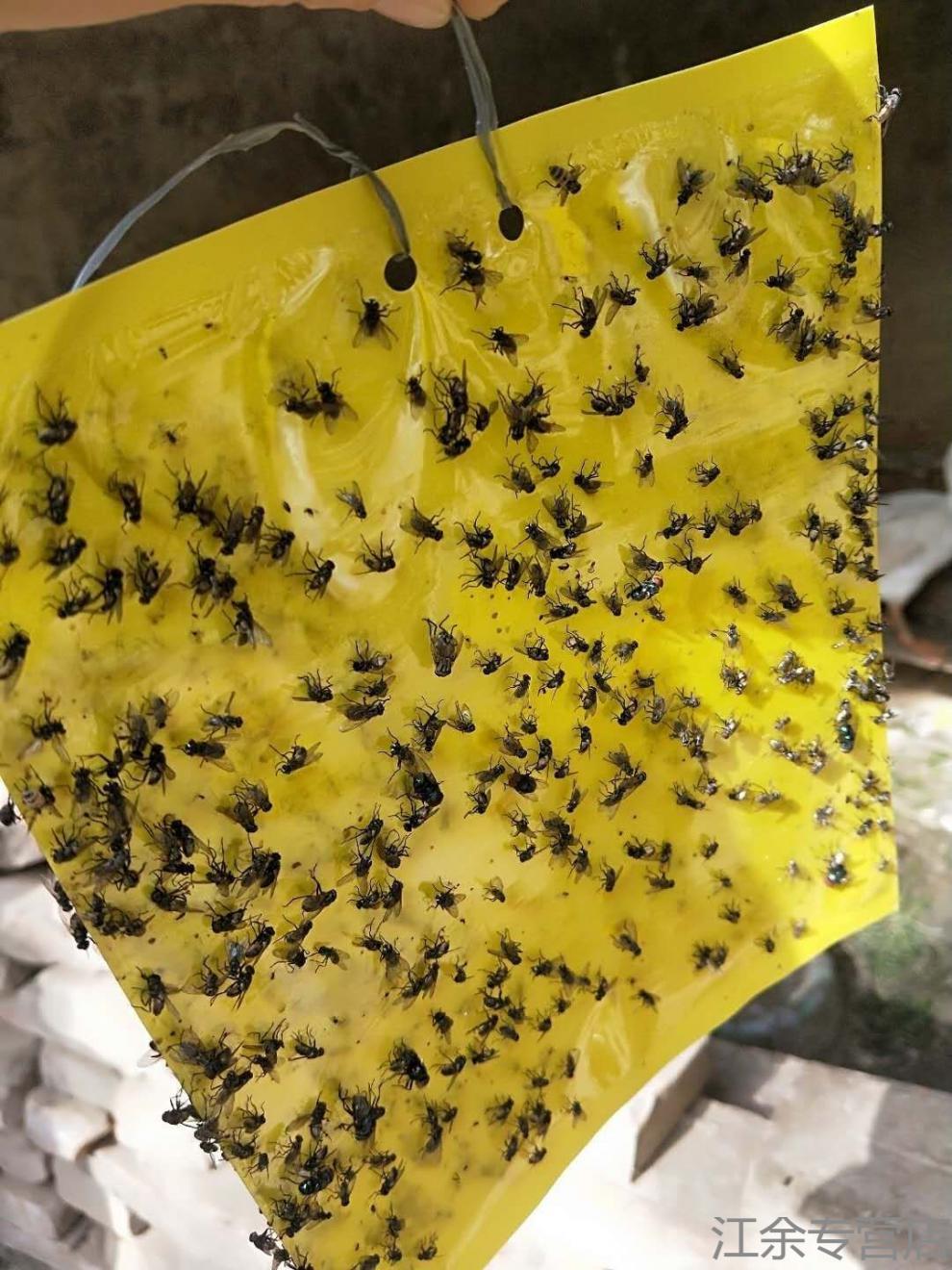 黄板双面粘虫板诱虫蓝板纸贴黄色灭小飞虫沾果蝇粘板果园蓟马大棚黄色