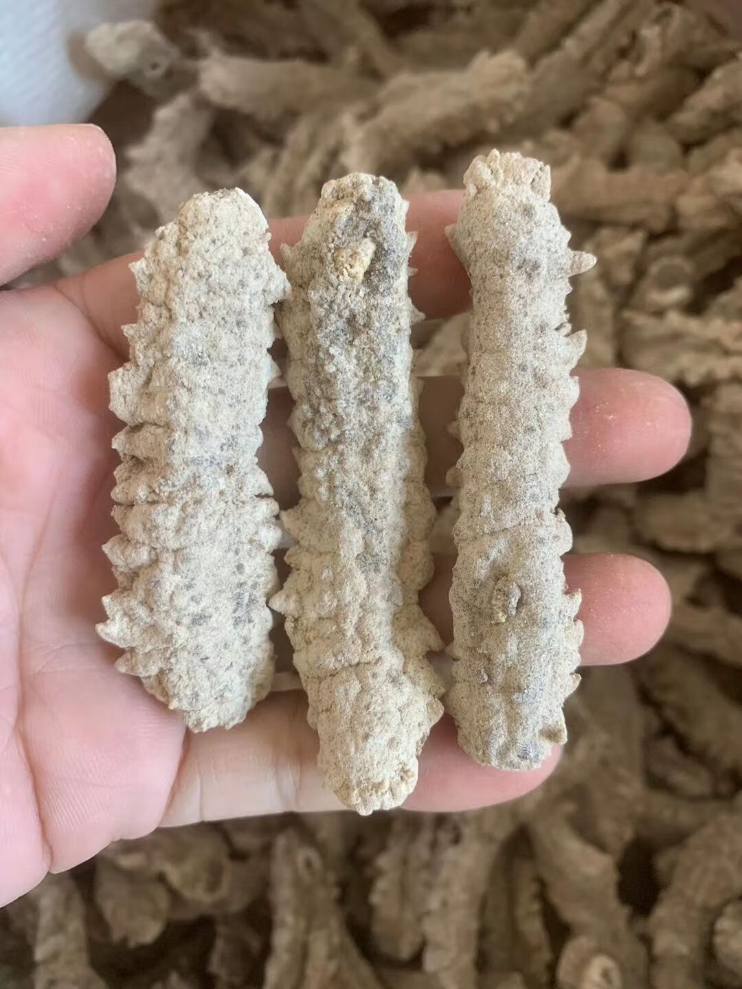 伟博黄玉参海参干货印尼黄肉参仔小黄玉参酒店食材用料非即吃辽参100g