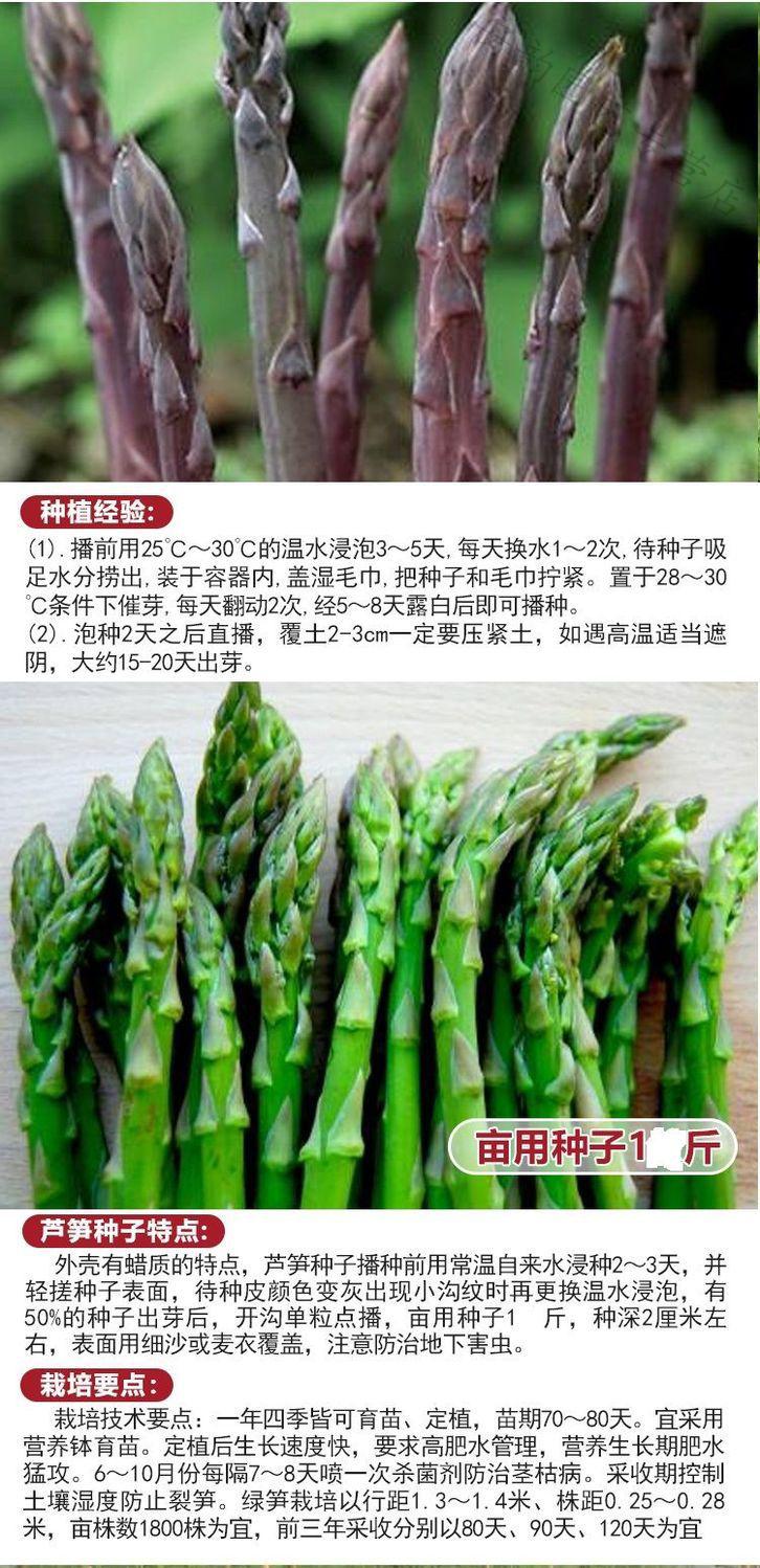 芦笋种子绿芦笋紫芦笋白芦笋种籽四季播种农家高产蔬菜水果种籽紫芦笋