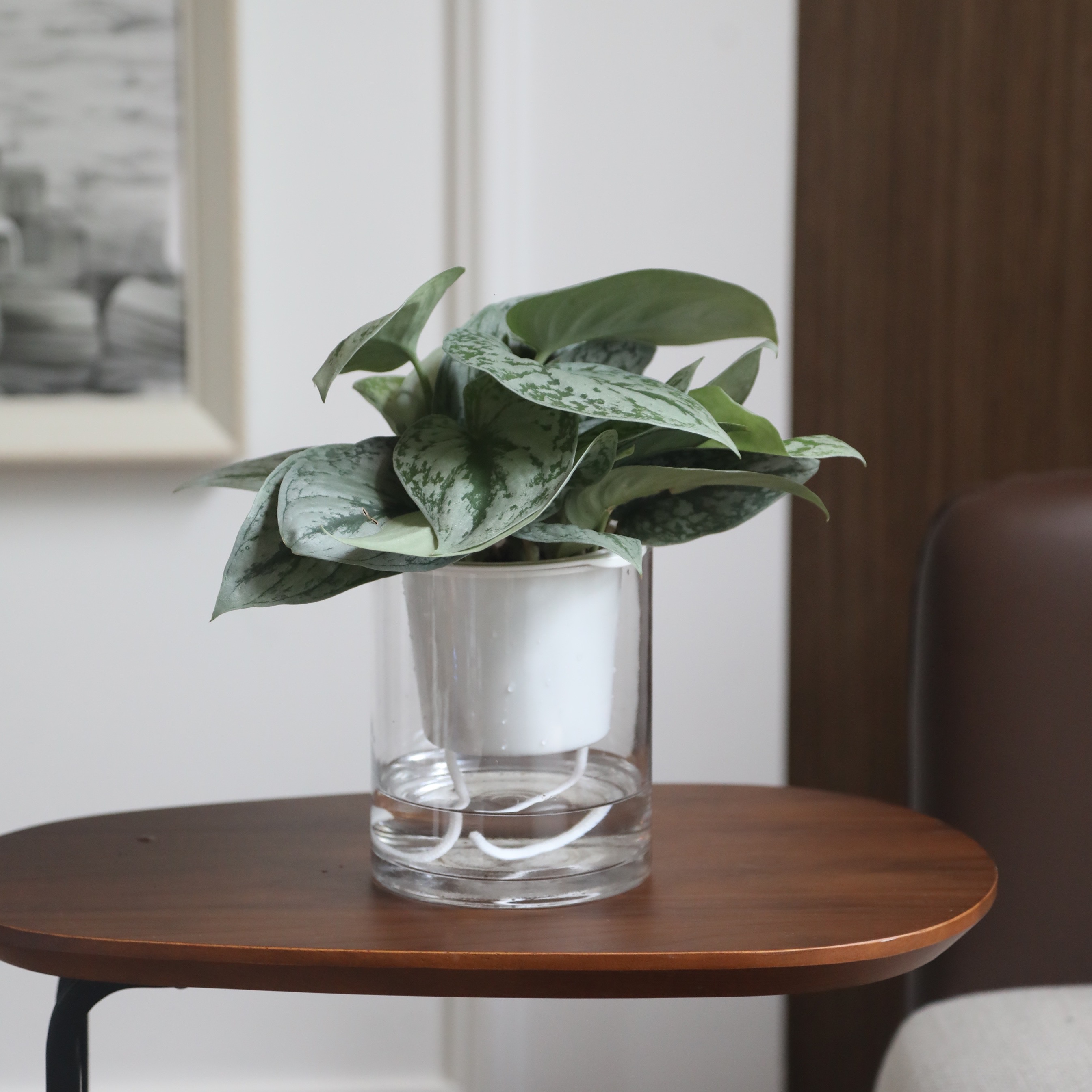 多瑙梦 大叶银斑葛 北欧拉藤室内小绿植电视柜桌面喜阴带玻璃盆 大叶