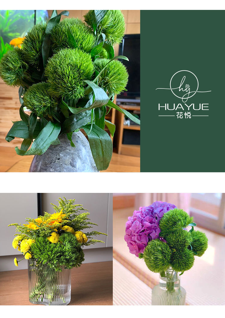 轻奢云南昆明绿毛球绿石竹鲜花办公室水养小清新居家装饰插花混搭花束