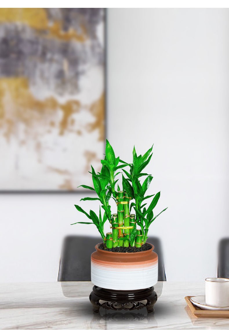 富贵竹盆栽绿植花卉盆栽节节高升盆栽植物水养室内客厅四季常青水培