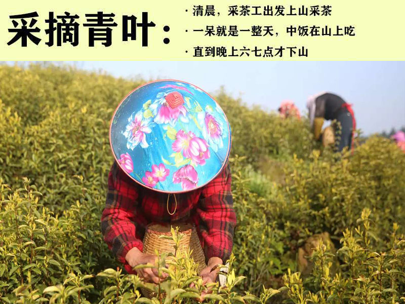 安徽郎溪黄金芽新茶特产雨前珍稀白茶黄金绿茶叶a50克铁盒装