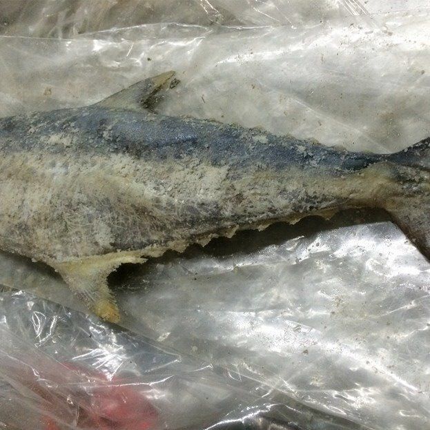 伟博正宗梅香马交霉香发酵广东咸鱼臭鱼 鱼香茄子煲500g一条 1.