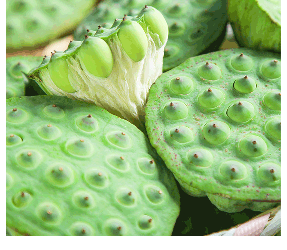 顺丰速运2022头茬新鲜莲蓬水果太空水果新鲜当季嫩莲蓬生吃鲜莲子带