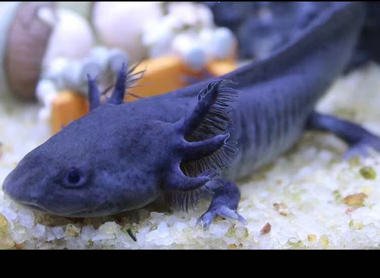 【包活】六角恐龙鱼蝾螈活物冷水淡水鱼好养耐活金鱼锦鲤观赏鱼 12-14