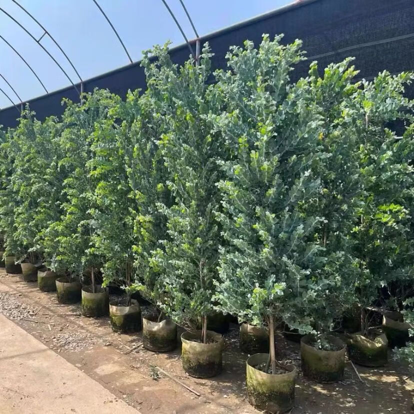 2022新款2022新款银合欢盆栽植物多花胺水滴树圆叶桉网红植物客厅阳台