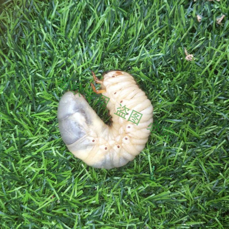 中华大扁锹甲成虫甲虫昆虫宠物活体包活独角仙 【仙 幼虫】单只