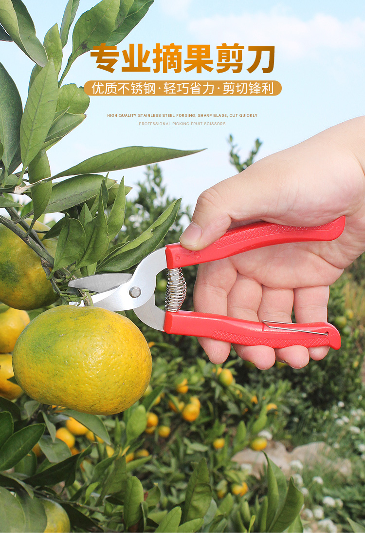 采摘剪果树果园剪刀桔子花椒专用稀果剪番茄葡萄枇杷采果 农帮手926直