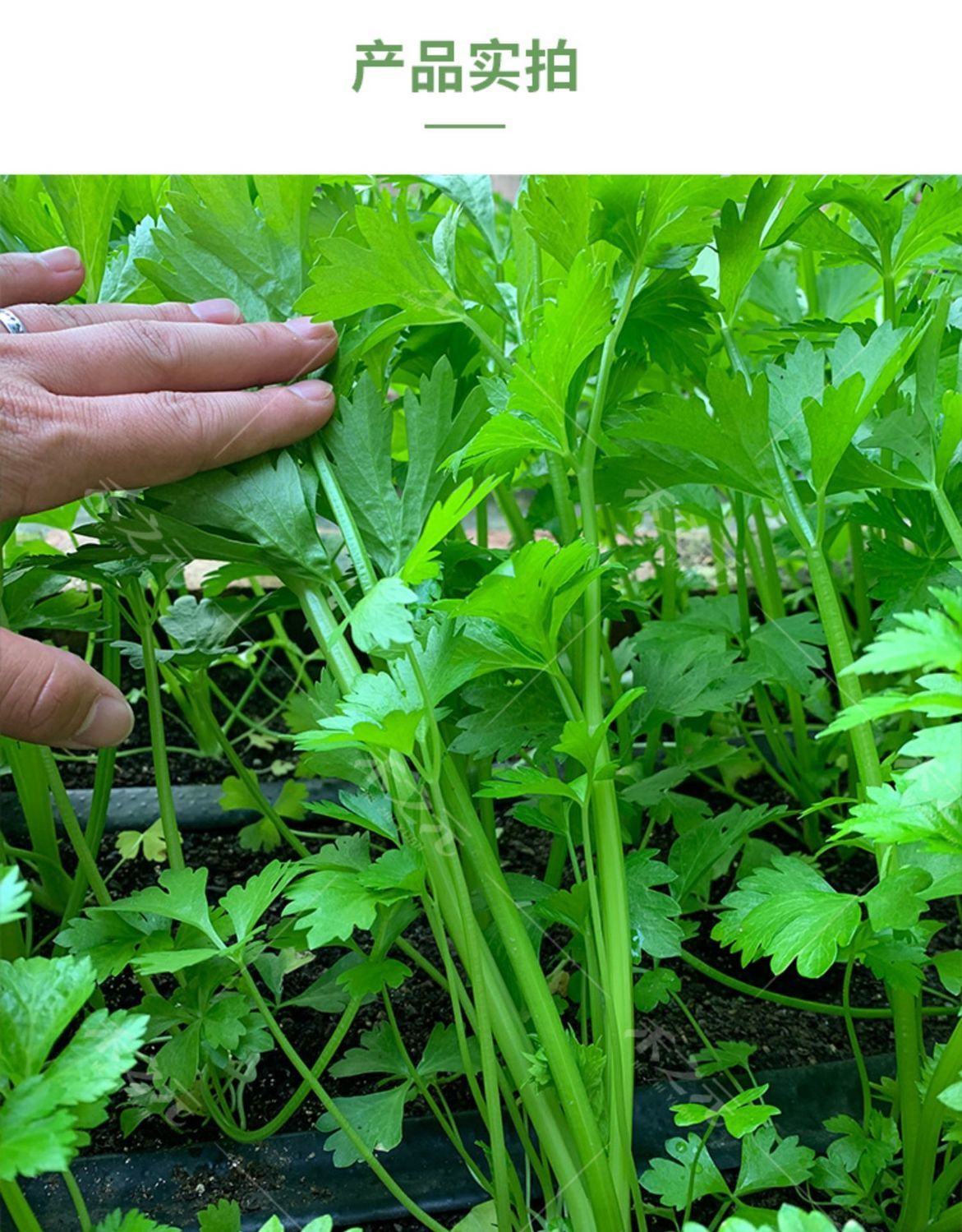 【】芹菜種子四季易播種實心小香芹種子本地春季蔬菜種子 四季小香芹