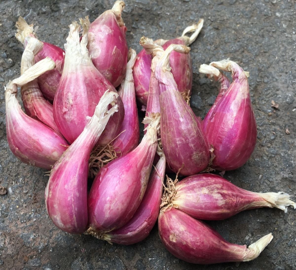 四川红葱头批发10斤2022种子四季葱头种特香熬油盆栽