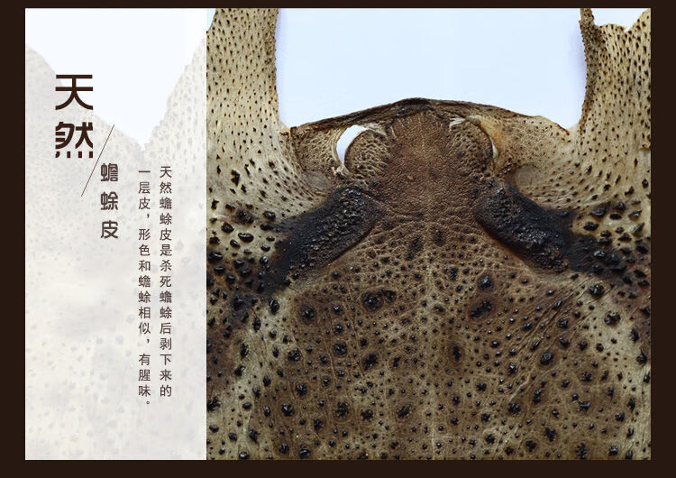 伟博30张蟾蜍衣癞蛤蟆皮活体干赖疥蛤蟆蟾蜍粉癞疙宝