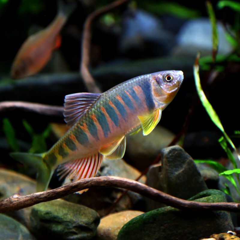 稀有原生冷水淡水观赏鱼宽长鳍鱲溪流马口活鱼好耐活混养鳑鲏锦鲤 亚